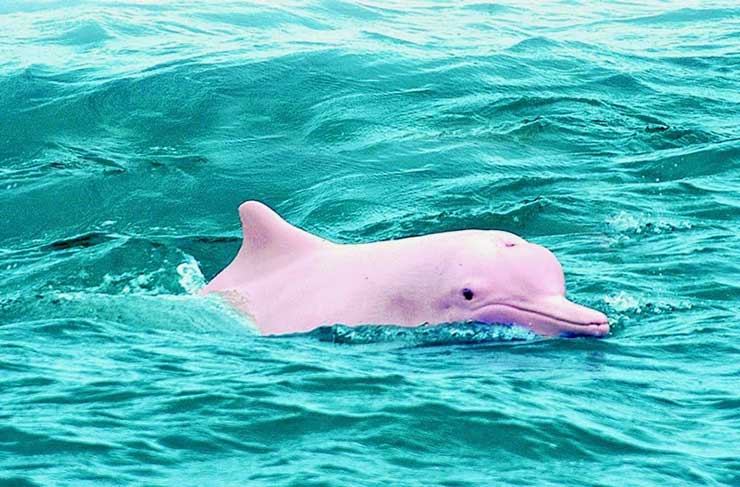 Nakhon Si Thammarat: Pink dolphin watch cruises could lead to its  extinction - Southern Thailand Forum - Thailand News, Travel & Forum -  ASEAN NOW